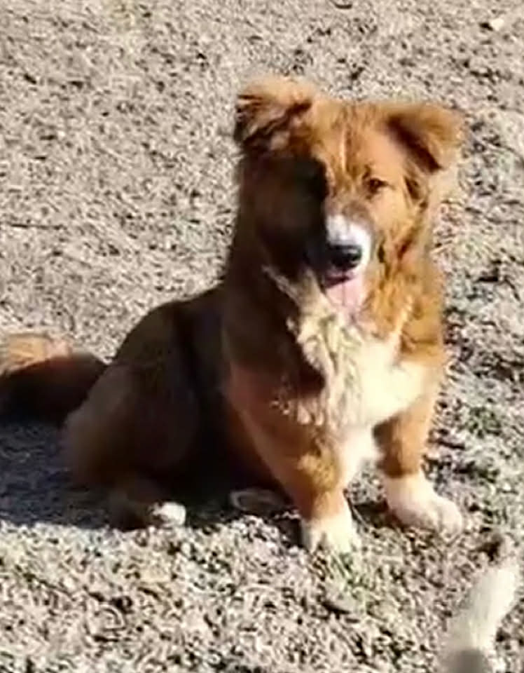 Paulie dog available for adoption