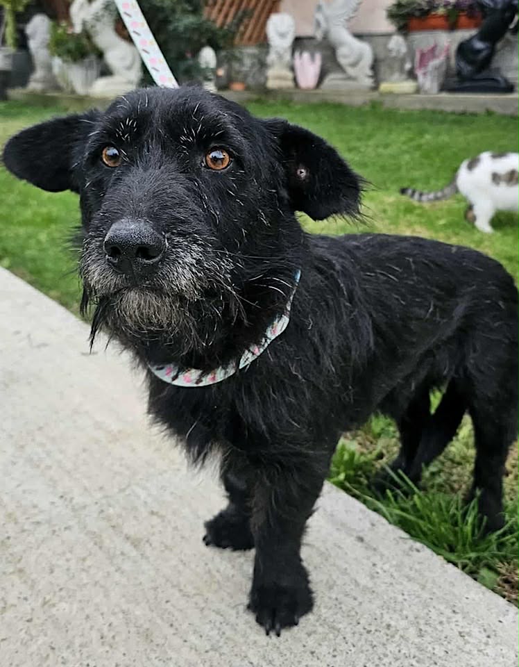 Paulie dog available for adoption