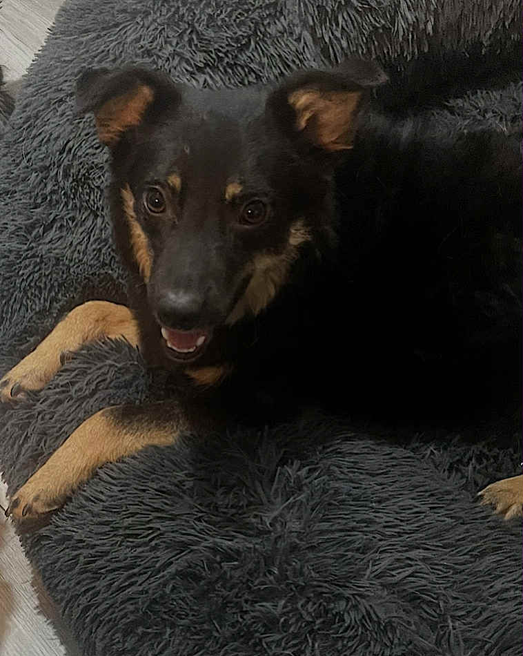 Paulie dog available for adoption