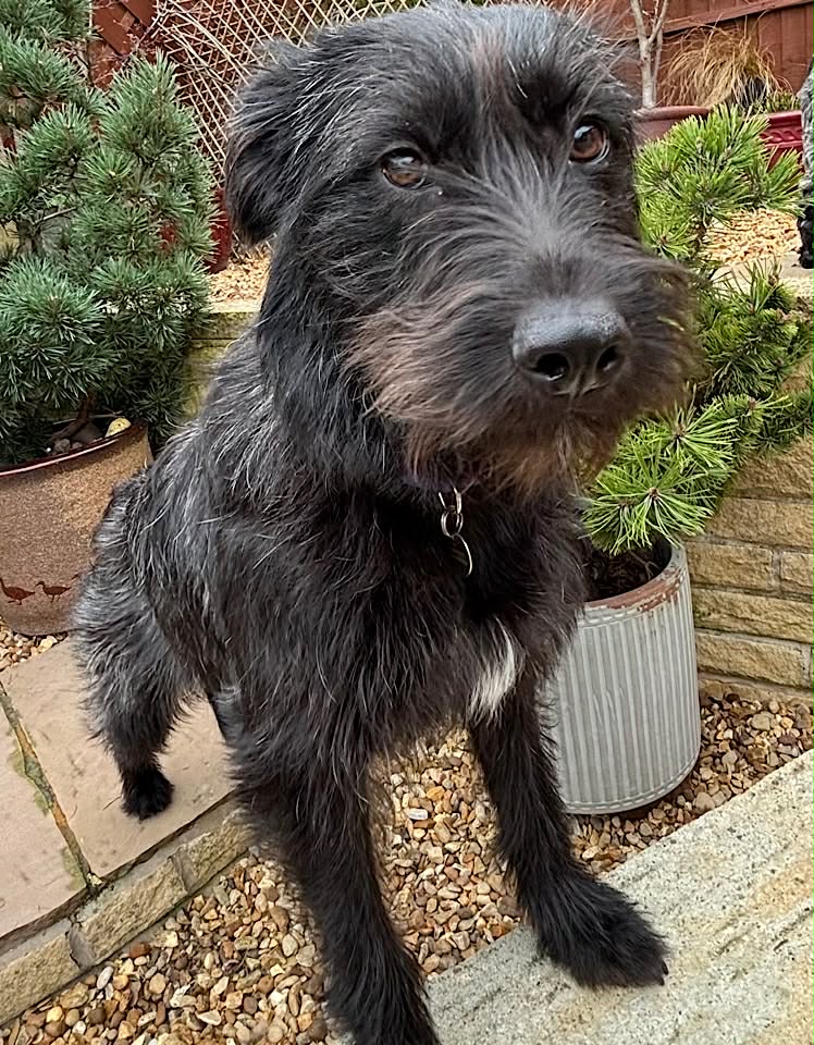 Paulie dog available for adoption