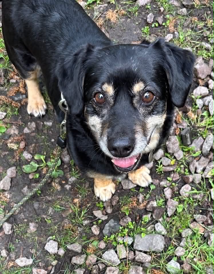 Paulie dog available for adoption